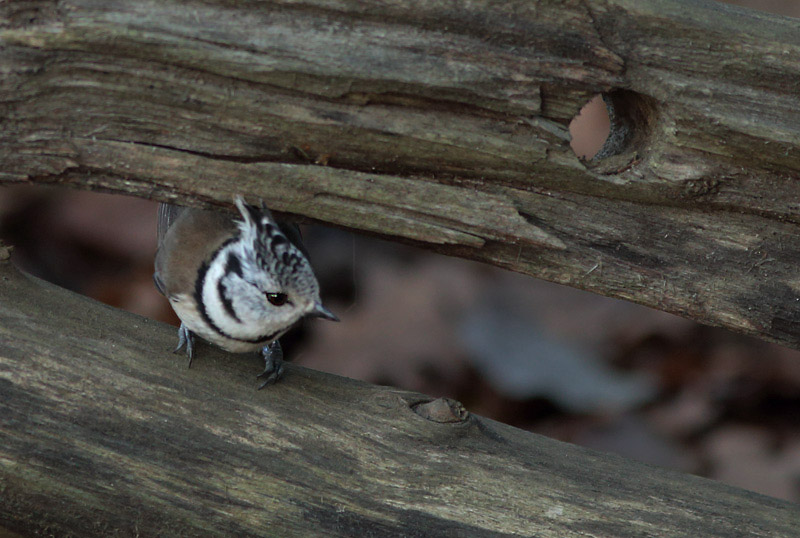 Tyhttiainen, Crested Tit (Parus cristatus)