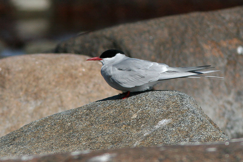 Lapintiira Arctic Tern (Sterna paradisaea)
