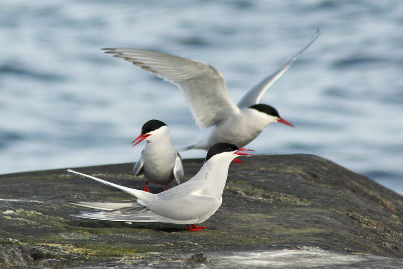 Lapintiira Arctic Tern (Sterna paradisaea)