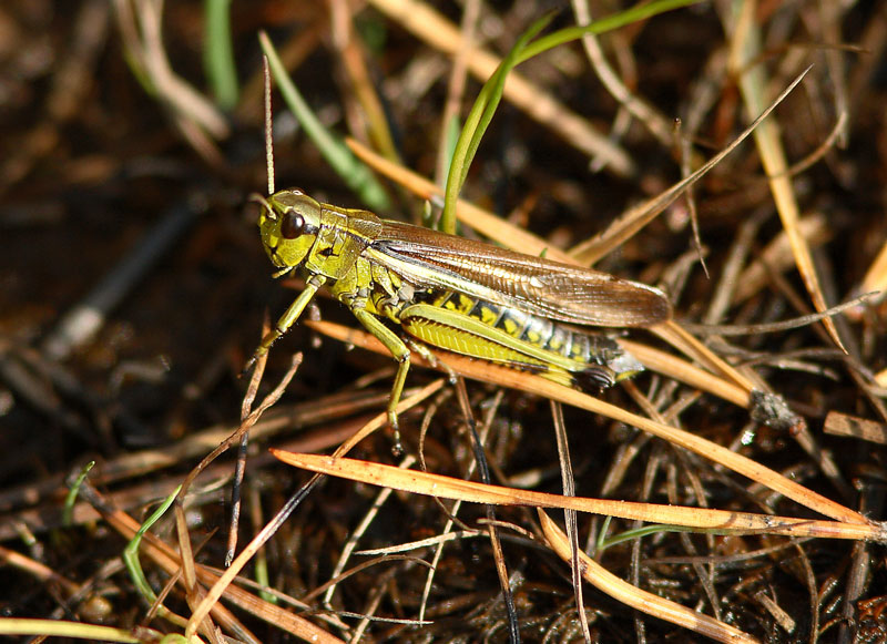 Heinasirkka