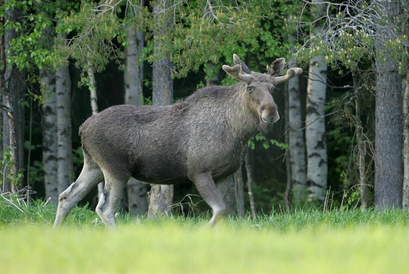 Hirvi