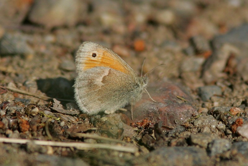 Keltaniittyperhonen