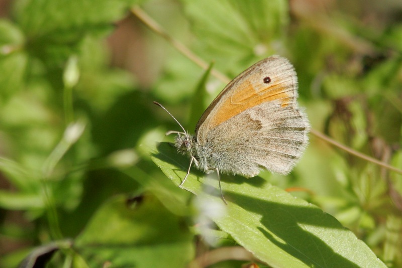 Keltaniittyperhonen