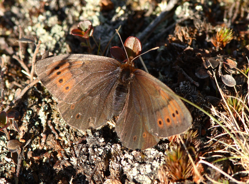 Lapinnokiperhonen