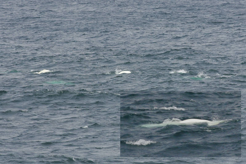 Moby Dick