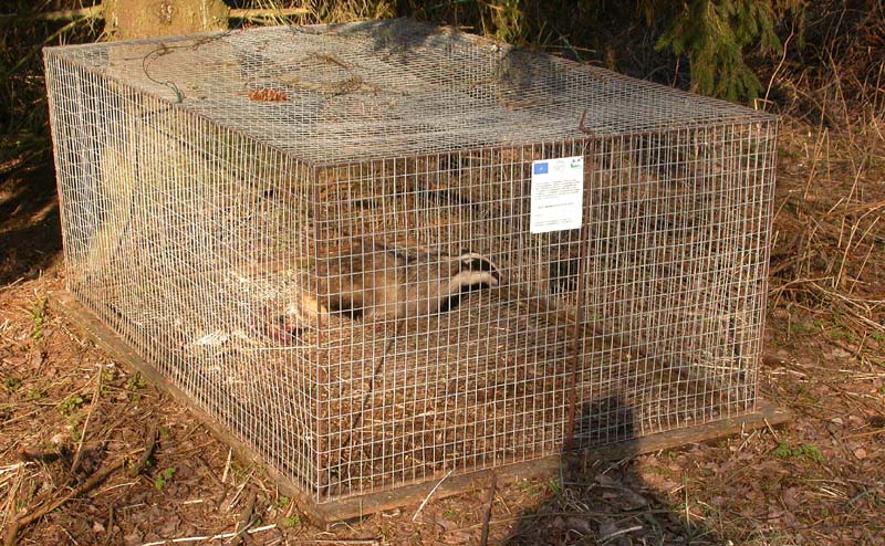 M�yr�