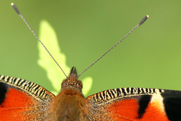 Neitoperhonen