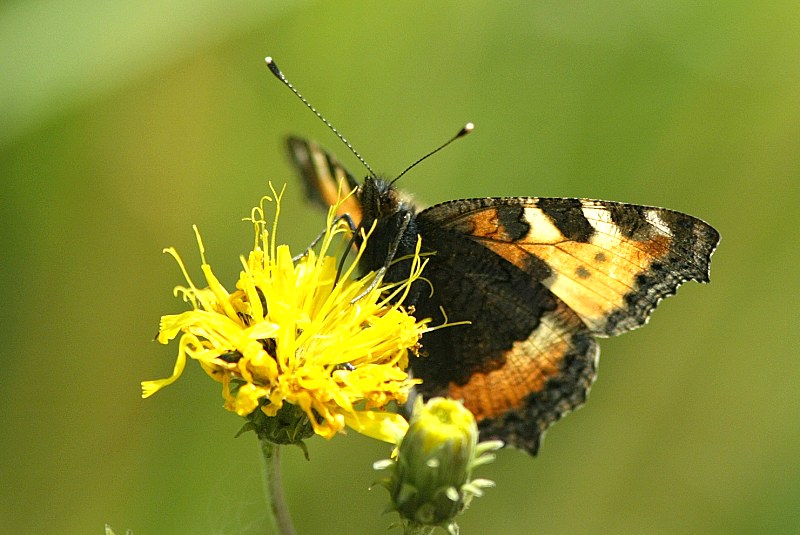 Nokkosperhonen