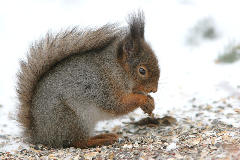 Orava