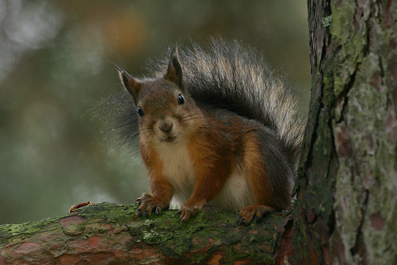 Orava