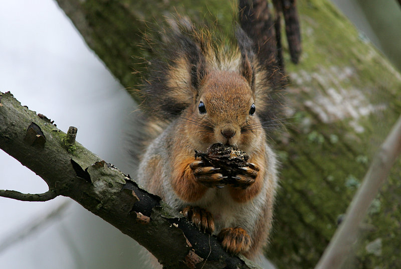 Orava