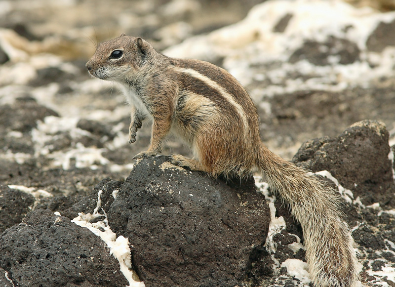 Barbary ground squirrell