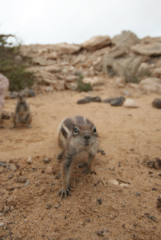 barbary ground squirrell