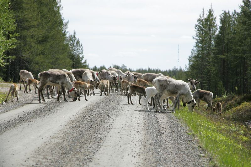 Pakollinen kuva