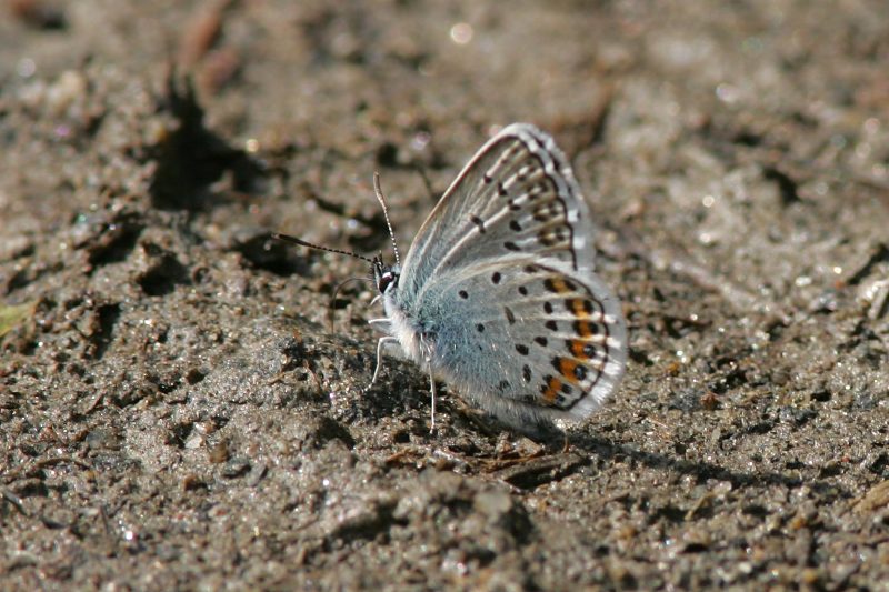 Kangassinisiipi