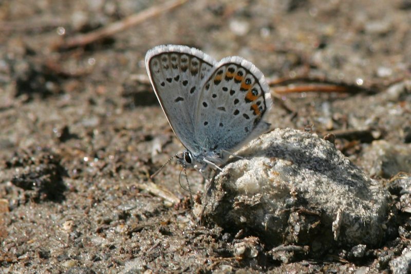 Kangassinisiipi