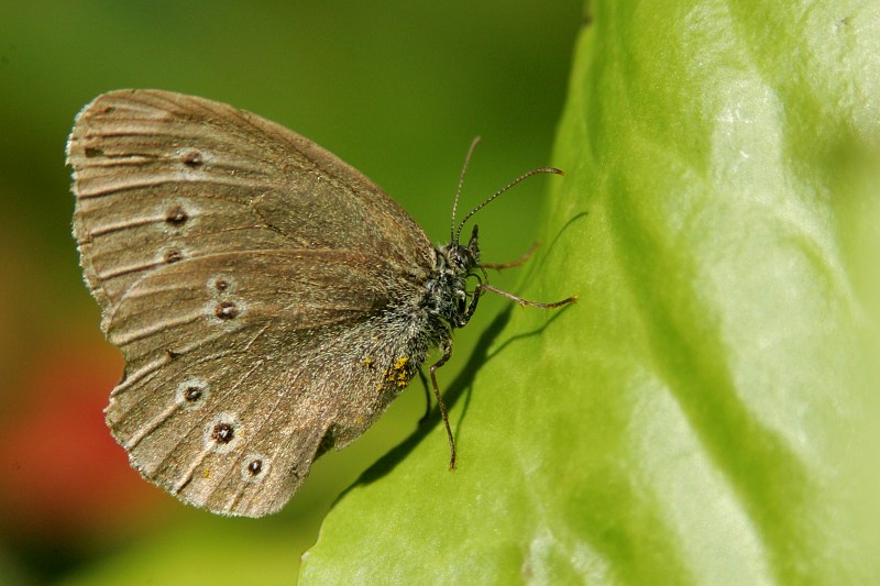 Tesmaperhonen