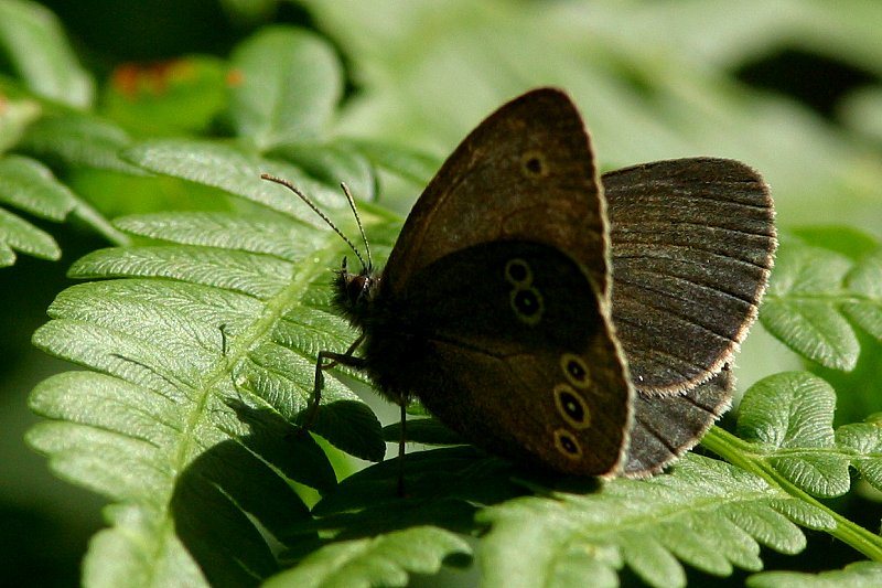 Tesmaperhonen