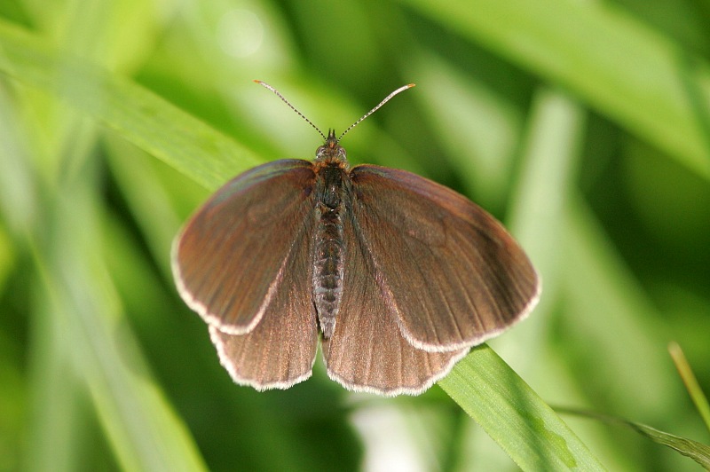 Tesmaperhonen