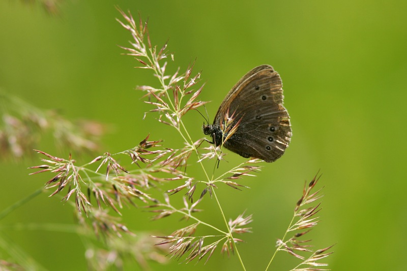Tesmaperhonen