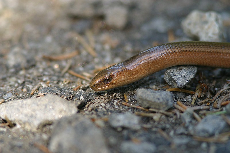 Vaskitsa