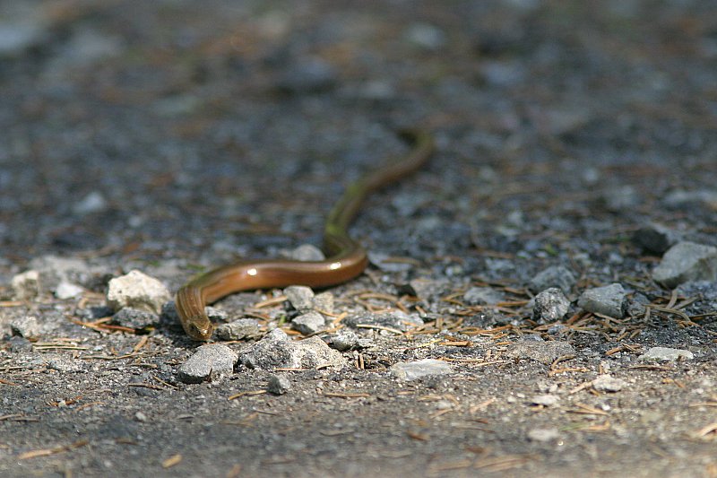 Vaskitsa