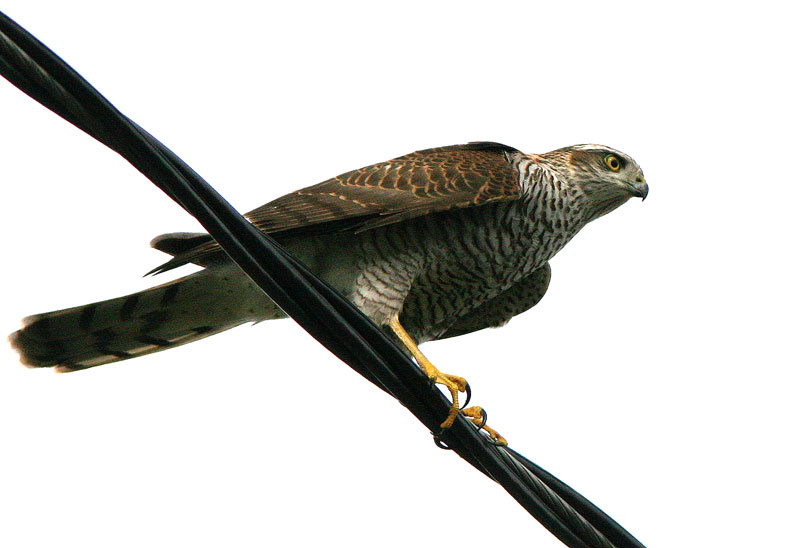Varpushaukka (Accipiter nisus)