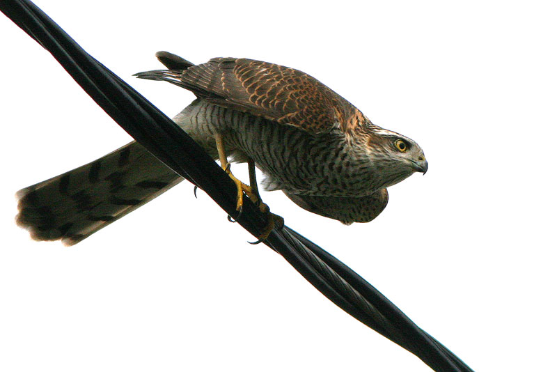 Varpushaukka