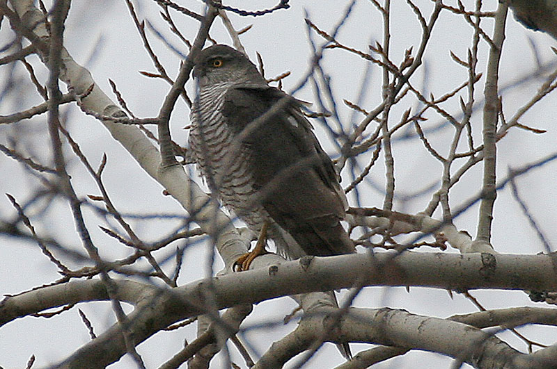 Varpushaukka (Accipiter nisus)