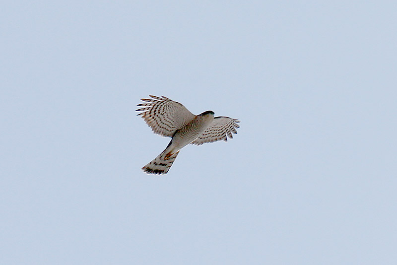 Varpushaukka (Accipiter nisus)