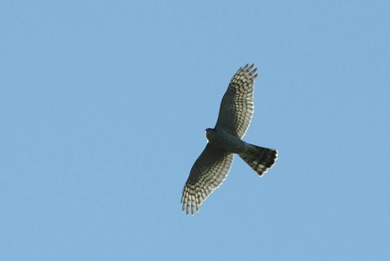 Varpushaukka (Accipiter nisus)
