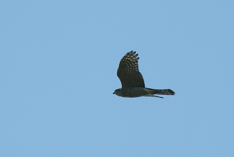 Varpushaukka (Accipiter nisus)