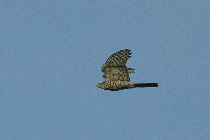 Varpushaukka (Accipiter nisus)