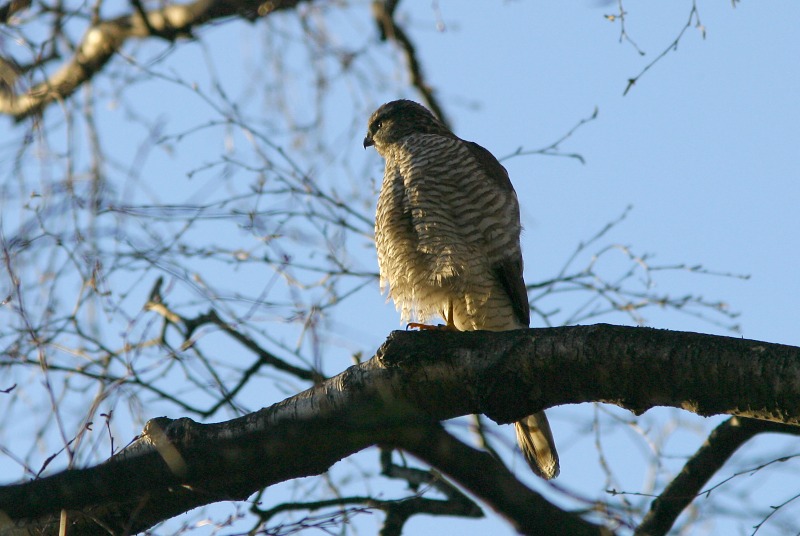 Varpushaukka (Accipiter nisus)