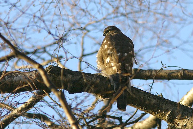 Varpushaukka (Accipiter nisus)