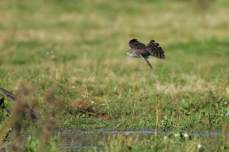 Varpushaukka (Accipiter nisus)