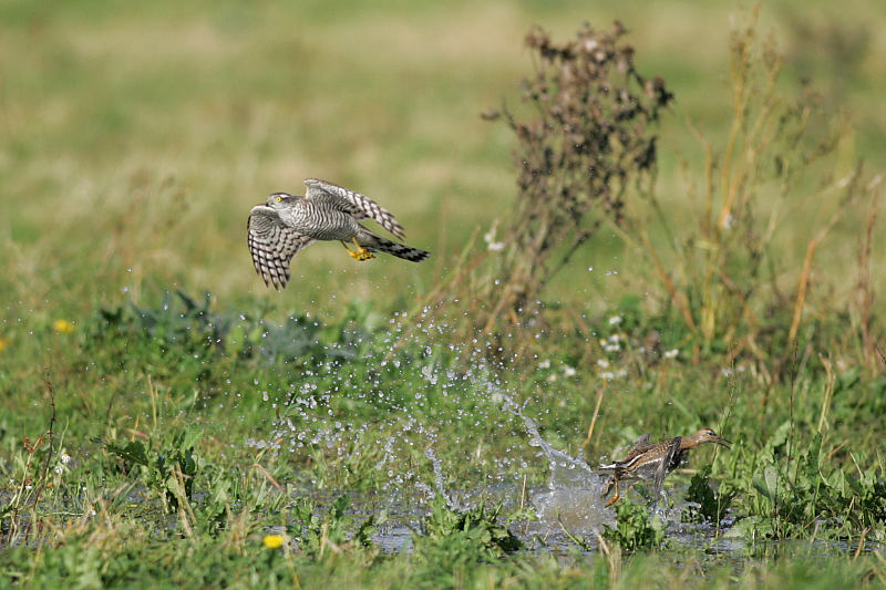 Varpushaukka (Accipiter nisus)