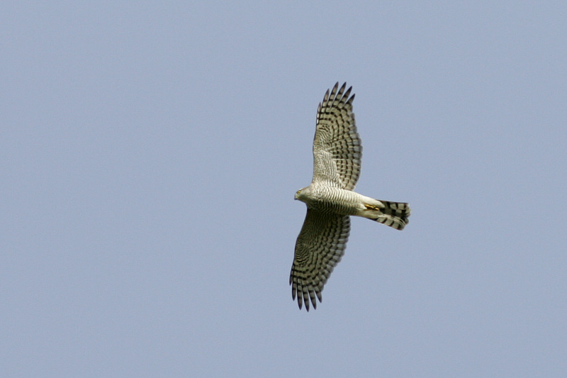 Varpushaukka (Accipiter nisus)
