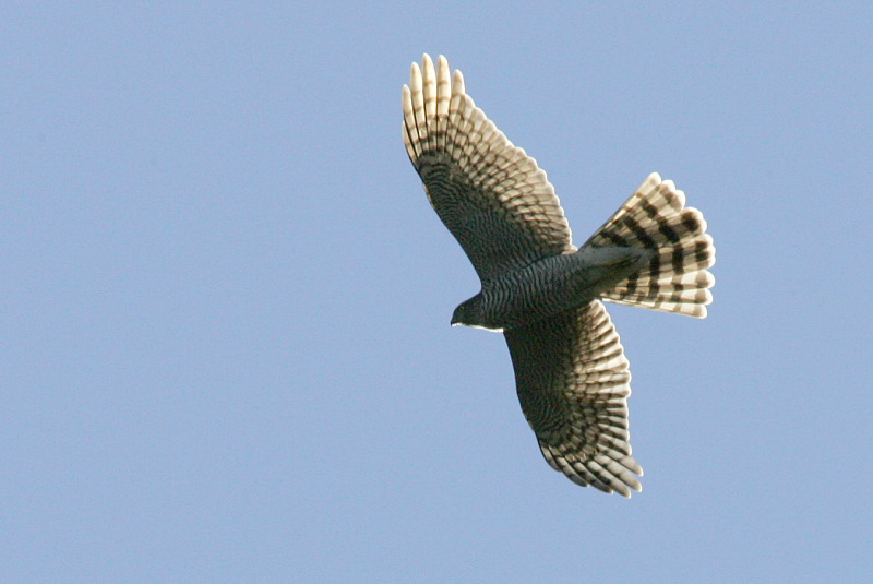 Varpushaukka (Accipiter nisus)