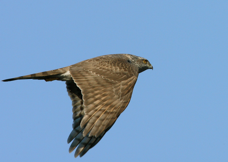 Varpushaukka (Accipiter nisus)