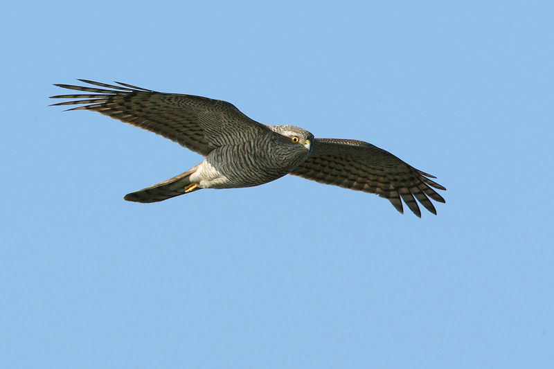 Varpushaukka (Accipiter nisus)