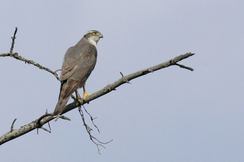 Varpushaukka (Accipiter nisus)