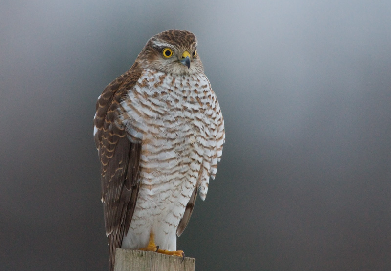 Varpushaukka (Accipiter nisus)