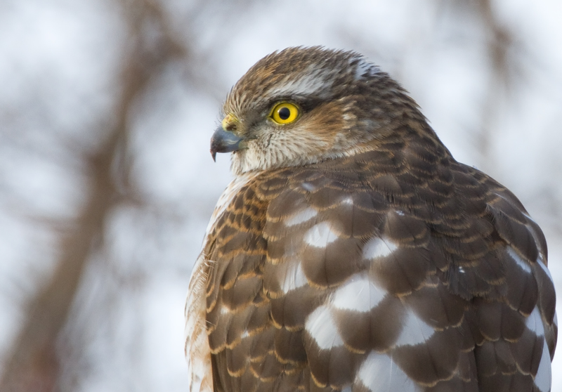 Varpushaukka (Accipiter nisus)