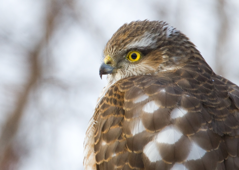 Varpushaukka (Accipiter nisus)