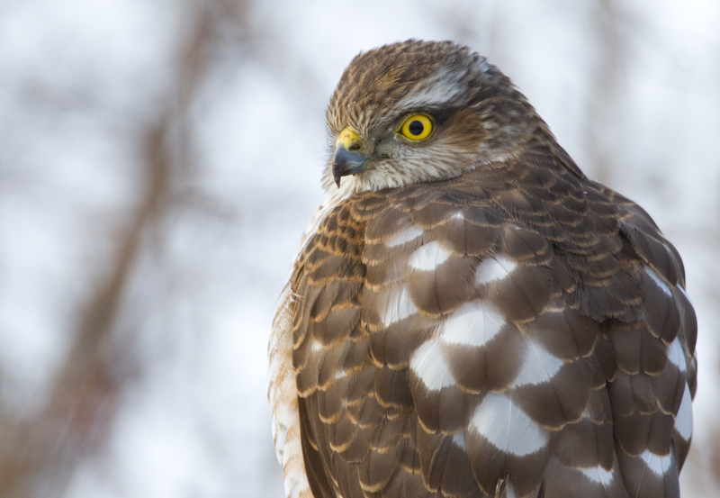 Varpushaukka (Accipiter nisus)