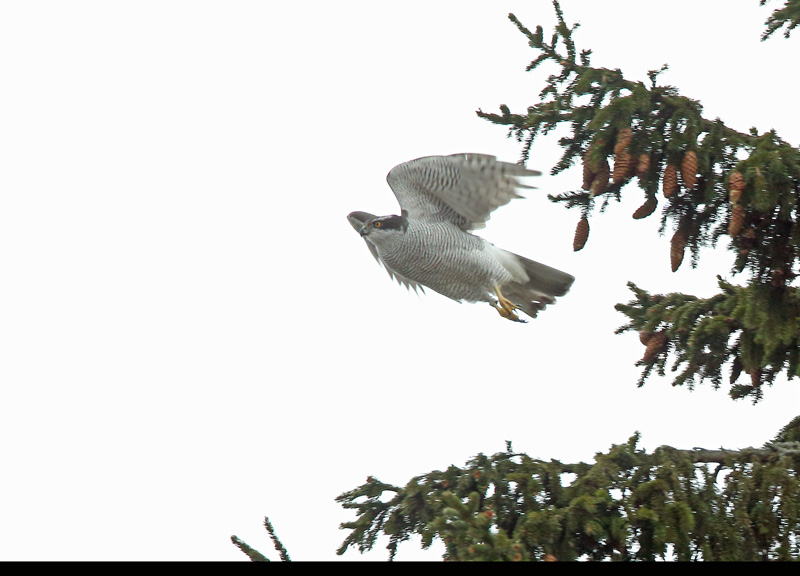 Varpushaukka (Accipiter nisus)