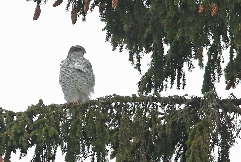 Varpushaukka (Accipiter nisus)