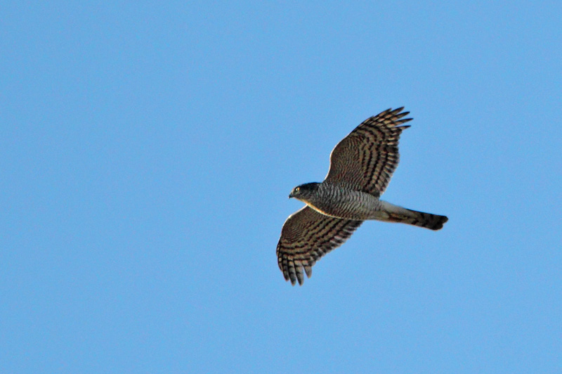 Varpushaukka (Accipiter nisus)