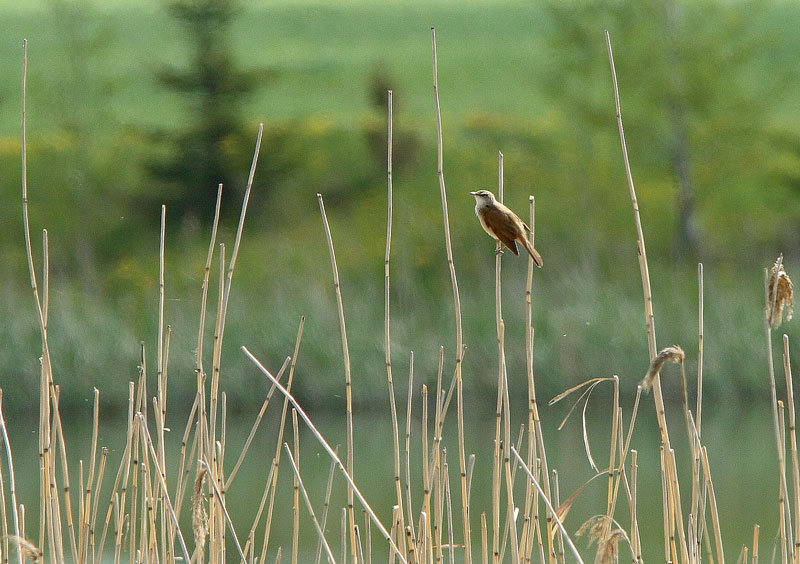 Rastaskerttunen Acrocephalus arundinaceus